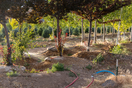 Income-producing Colorado tree farm for sale with custom home - image 11