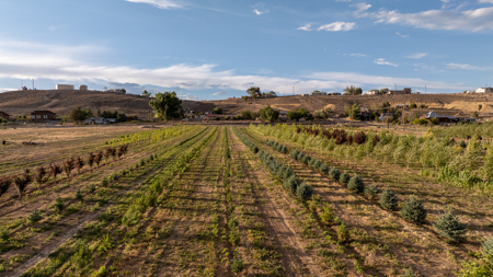 Income-producing Colorado tree farm for sale with custom home - image 18