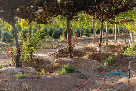 Income-producing Colorado tree farm for sale with custom home - image 49