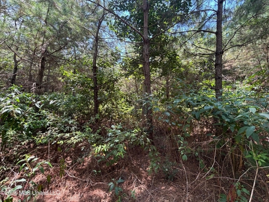 37 Acres for Sale in Morton, MS | Wooded Land