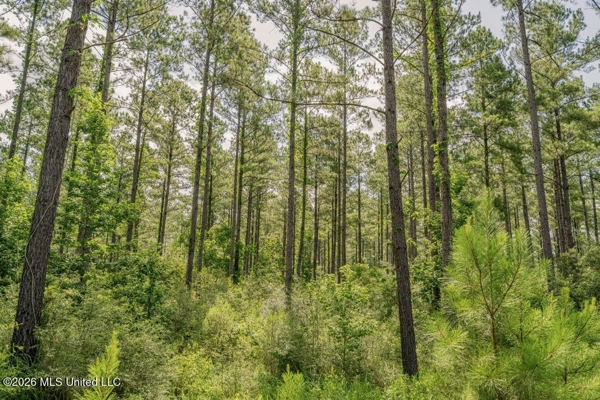 Big Woods Neighborhood Land for Sale Forrest Co MS