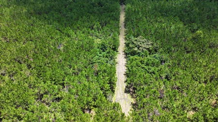 15‑Acre Pine Tree Retreat- Cleared Homesite & Income Potential - image 5
