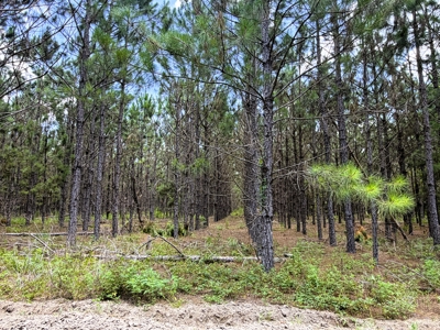 15‑Acre Pine Tree Retreat- Cleared Homesite & Income Potential - image 7