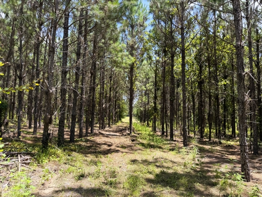 15‑Acre Pine Tree Retreat- Cleared Homesite & Income Potential