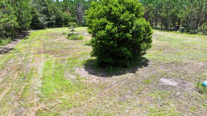 15‑Acre Pine Tree Retreat- Cleared Homesite & Income Potential