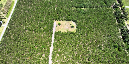 15‑Acre Pine Tree Retreat- Cleared Homesite & Income Potential - image 14
