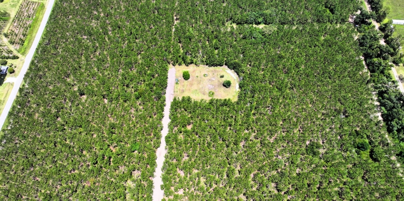 15‑Acre Pine Tree Retreat- Cleared Homesite & Income Potential