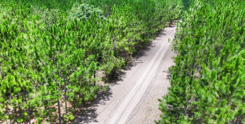 15‑Acre Pine Tree Retreat- Cleared Homesite & Income Potential
