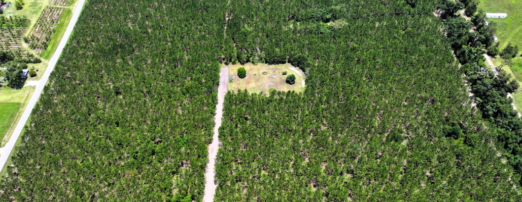 15‑Acre Pine Tree Retreat- Cleared Homesite & Income Potential