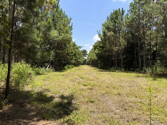 15‑Acre Pine Tree Retreat- Cleared Homesite & Income Potential