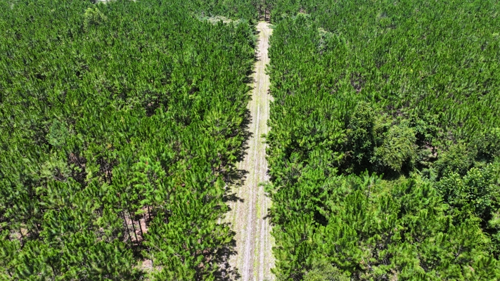 15‑Acre Pine Tree Retreat- Cleared Homesite & Income Potential
