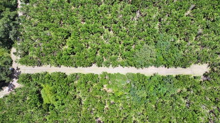 15‑Acre Pine Tree Retreat- Cleared Homesite & Income Potential - image 17