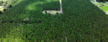 15‑Acre Pine Tree Retreat- Cleared Homesite & Income Potential - image 19