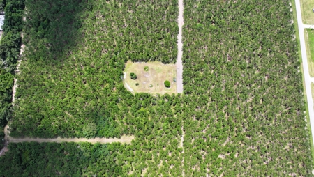 15‑Acre Pine Tree Retreat- Cleared Homesite & Income Potential - image 18