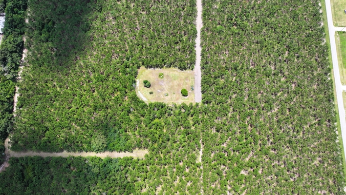 15‑Acre Pine Tree Retreat- Cleared Homesite & Income Potential