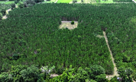 15‑Acre Pine Tree Retreat- Cleared Homesite & Income Potential - image 13