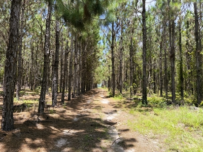 15‑Acre Pine Tree Retreat- Cleared Homesite & Income Potential - image 11