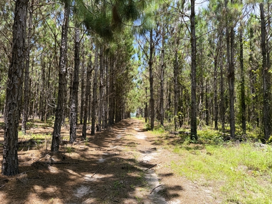 15‑Acre Pine Tree Retreat- Cleared Homesite & Income Potential