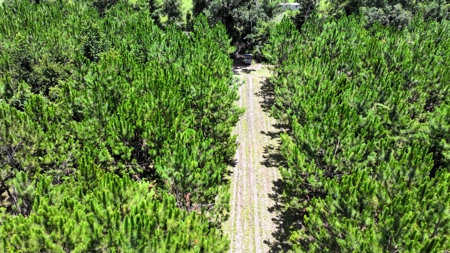 15‑Acre Pine Tree Retreat- Cleared Homesite & Income Potential - image 16