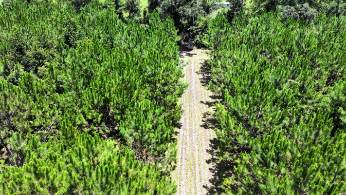 15‑Acre Pine Tree Retreat- Cleared Homesite & Income Potential