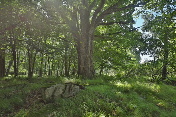 38.85-Acre Hunting & Recreational Property for Sale in Wood Cty