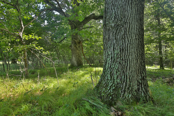 38.85-Acre Hunting & Recreational Property for Sale in Wood Cty