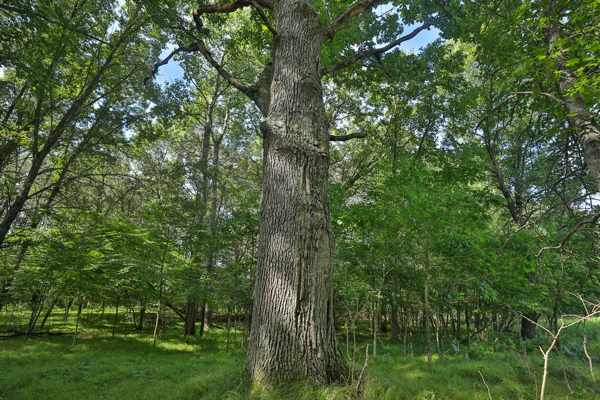 38.85-Acre Hunting & Recreational Property for Sale in Wood Cty