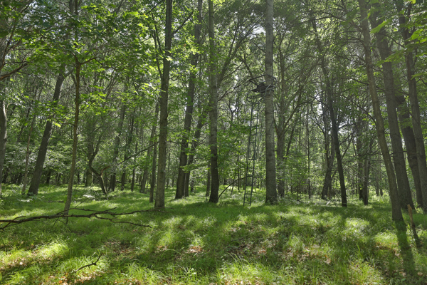 38.85-Acre Hunting & Recreational Property for Sale in Wood Cty