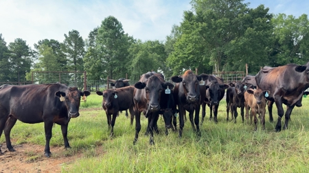 East TX Cattle Ranch & Hunting Land, Marshall Tx For Sale - image 11