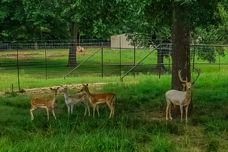 East TX Cattle Ranch & Hunting Land, Marshall Tx For Sale - image 10