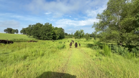 East TX Cattle Ranch & Hunting Land, Marshall Tx For Sale - image 12