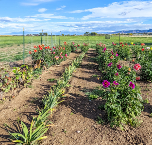 Buildable Farm Land For Sale in Montrose CO - image 3
