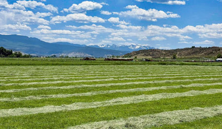 Buildable Farm Land For Sale in Montrose CO - image 1