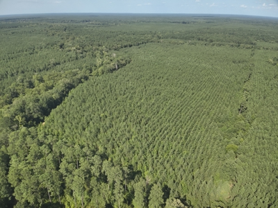 Pine Land near Camden, AR W/ Creek W/Pond W/ County Road for Sale - image 19