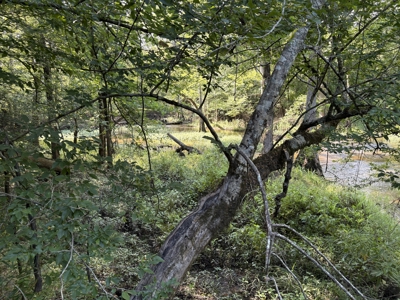 Pine Land near Camden, AR W/ Creek W/Pond W/ County Road for Sale - image 6