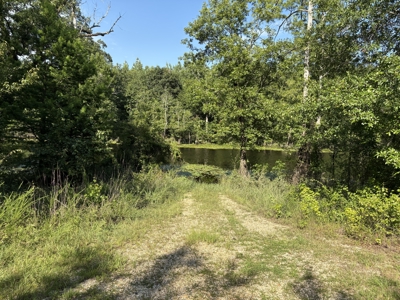 Pine Land near Camden, AR W/ Creek W/Pond W/ County Road for Sale - image 11