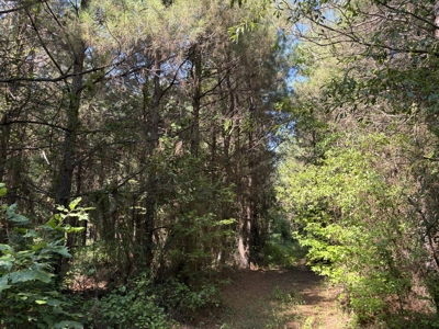 Pine Land near Camden, AR W/ Creek W/Pond W/ County Road for Sale - image 8