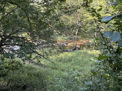 Pine Land near Camden, AR W/ Creek W/Pond W/ County Road for Sale - image 5