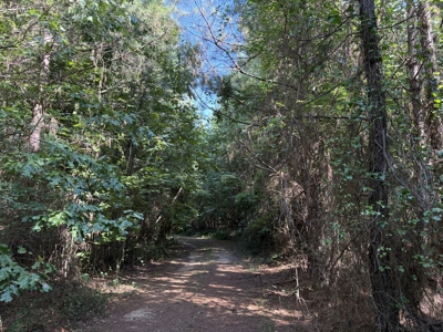 Pine Land near Camden, AR W/ Creek W/Pond W/ County Road for Sale - image 7
