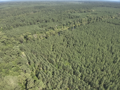 Pine Land near Camden, AR W/ Creek W/Pond W/ County Road for Sale - image 22