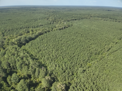 Pine Land near Camden, AR W/ Creek W/Pond W/ County Road for Sale - image 18