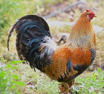 An Exceptional and Rare 19.4± Acre Hobby Farm - image 27