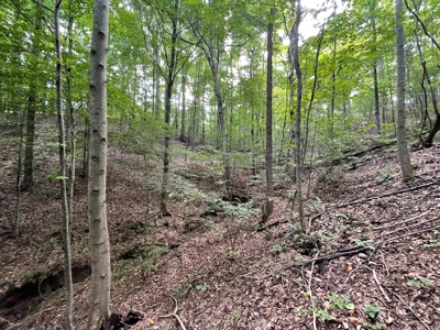 Land for Sale in Maury County, Tennessee - image 25