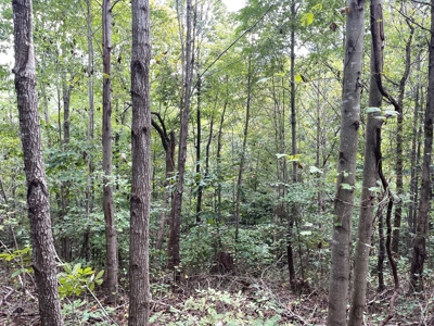 Land for Sale in Maury County, Tennessee - image 17