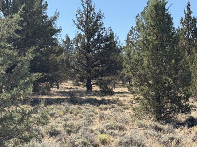 Five Acres of Undeveloped Land in Alturas Offering Privacy - image 9
