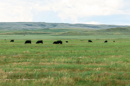 East Malta Ranch | Phillips County, Montana - image 20