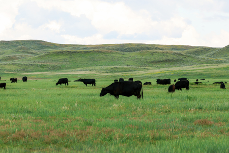 East Malta Ranch | Phillips County, Montana - image 48