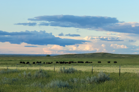 East Malta Ranch | Phillips County, Montana - image 9