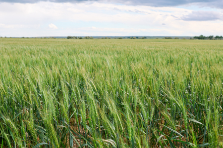 East Malta Ranch | Phillips County, Montana - image 17