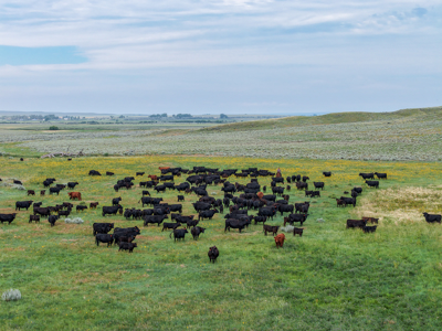 East Malta Ranch | Phillips County, Montana - image 39